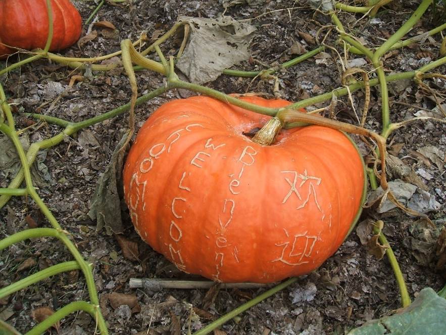 pumpkin with welcome message in multiple languages